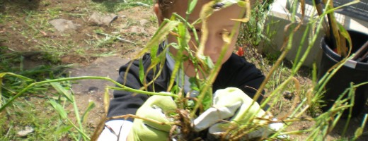 Weeds Are Big !