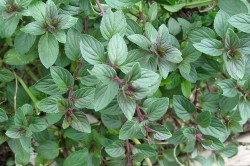 1280px-Chocolate_mint_plant