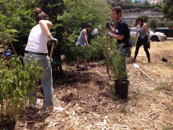 plantingRedwoodUnderstory