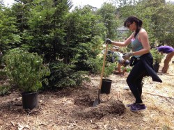 plantingRedwoodUnderstory2