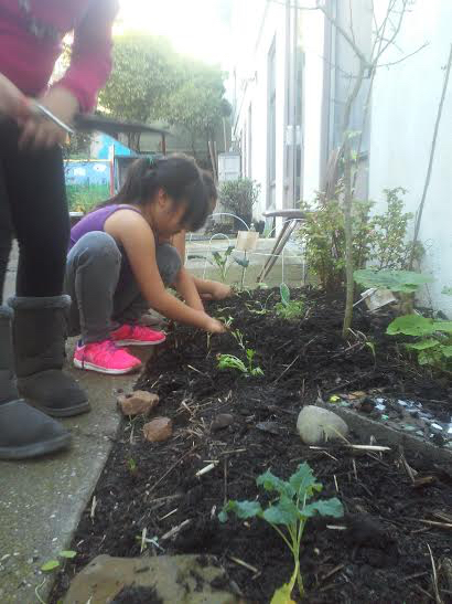 Planting Potatoes in the Garden