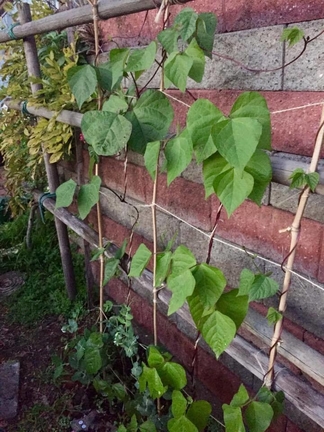 beantrellis-2