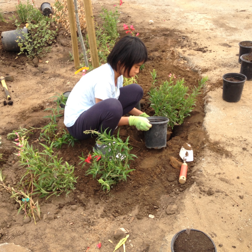 Young hands planting California native trees and understory plants at the Rear Yard of James Denman Middle School.