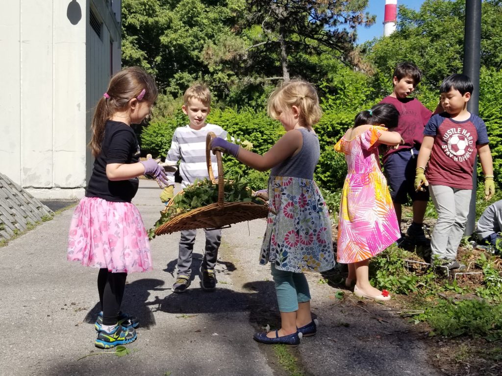 Working on mint patch in the garden, RI Living Library & Think Park