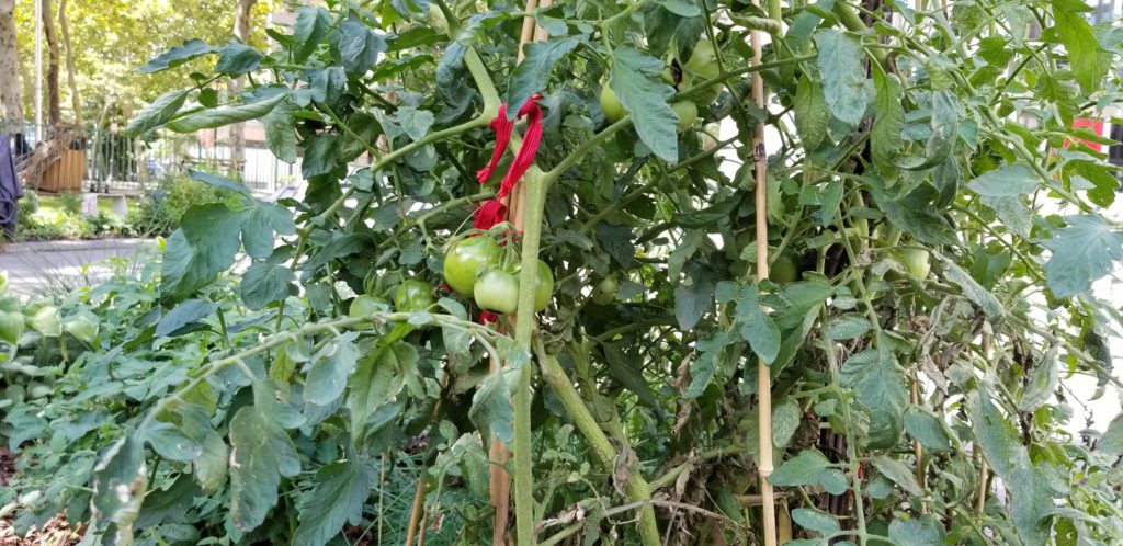 Tomatoes in RI Living Library & Think Park