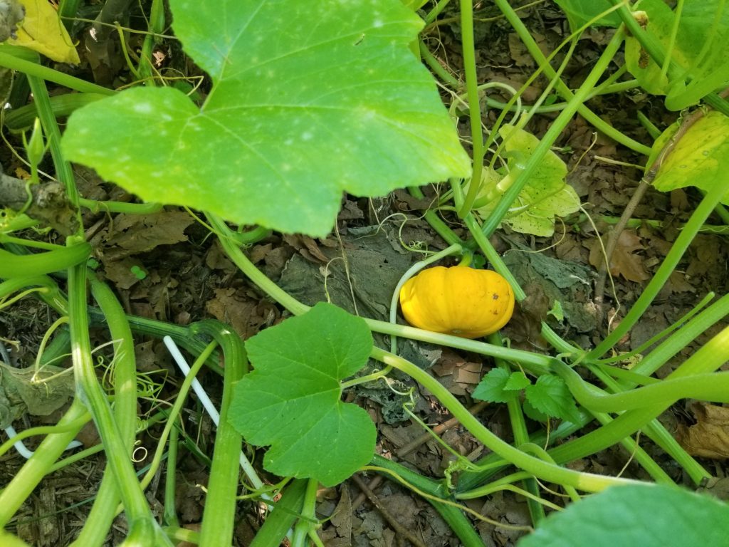 Pumpkin in RI Living Library & Think Park