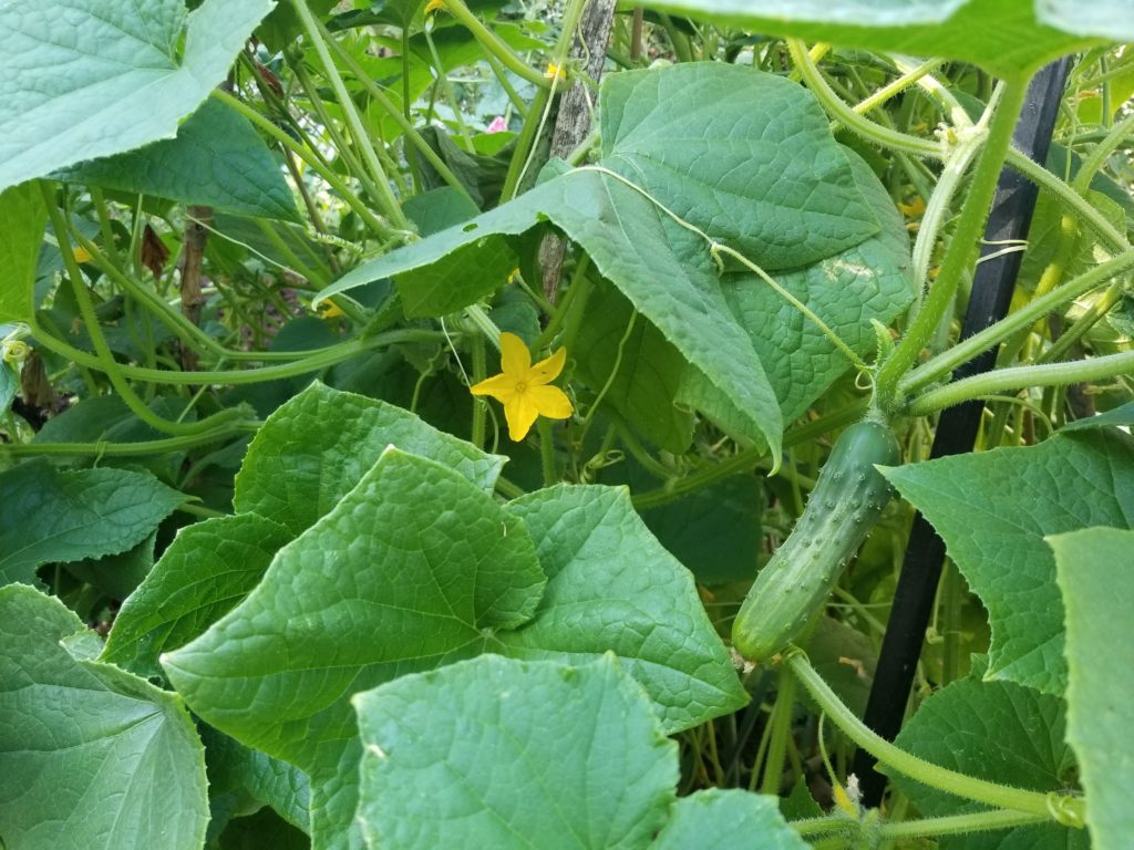 Cucumbers in RI Living Library & Think Park