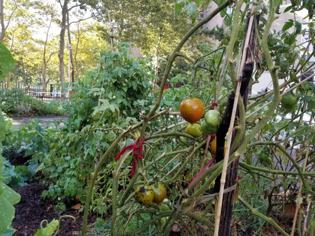 Tomatoes in RI Living Library & Think Park