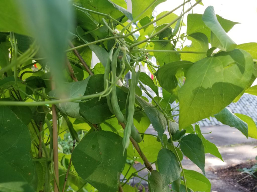 Beans in RI Living Library & Think Park