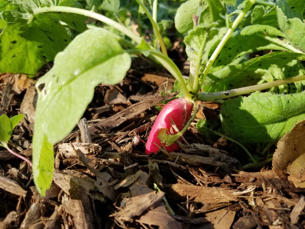 Radish in RI Living Library & Think Park