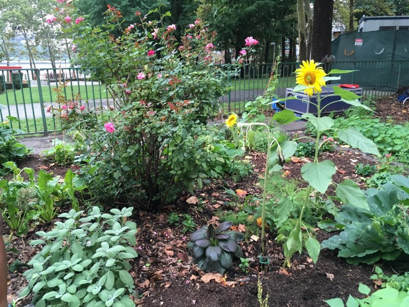 Sunflowers brighten our days and Gardens too - RI Livig Library & Think Park