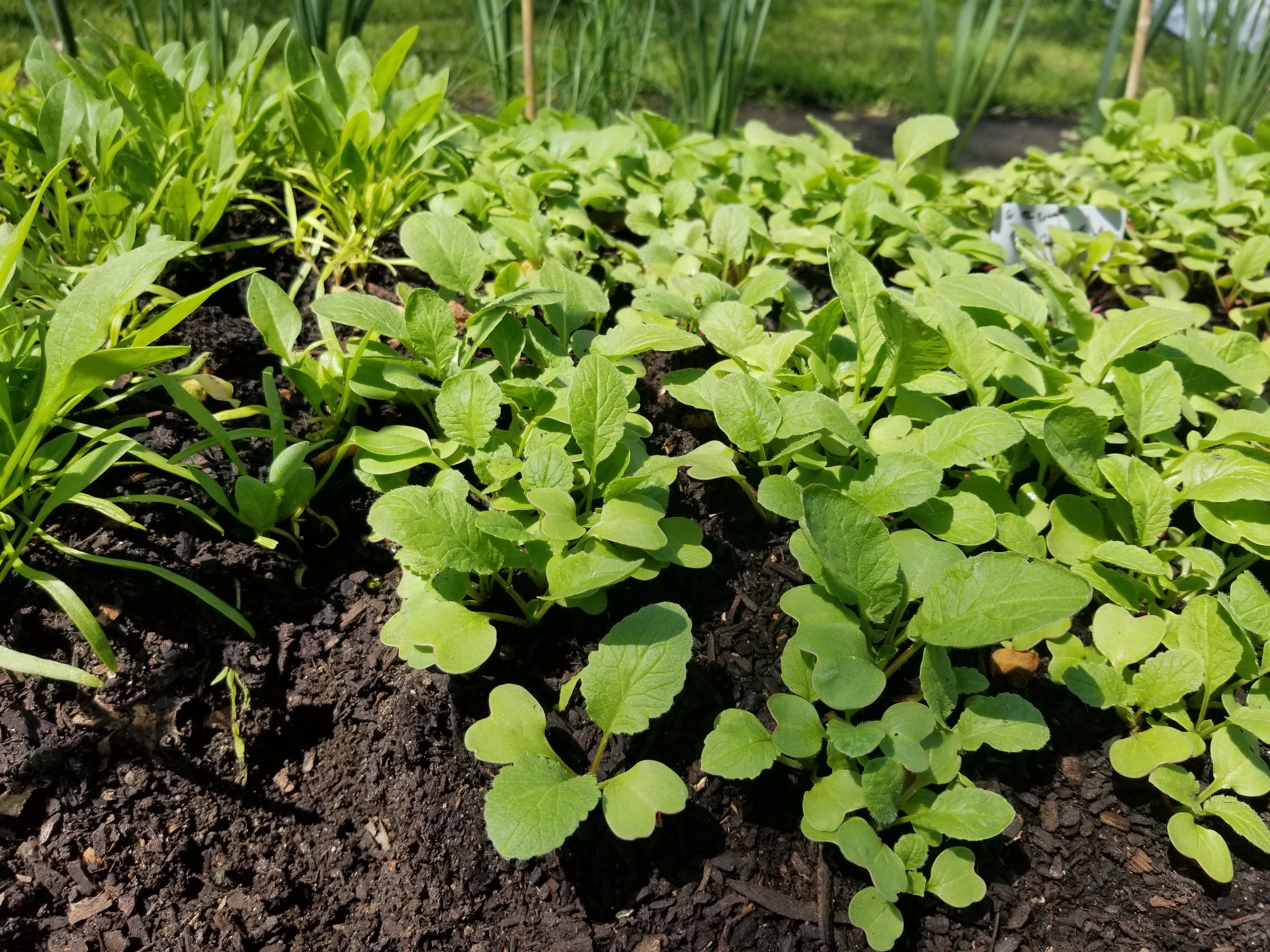 Transplanting seedlings into RI Living Library & Think Park as part of organic gardening workshop