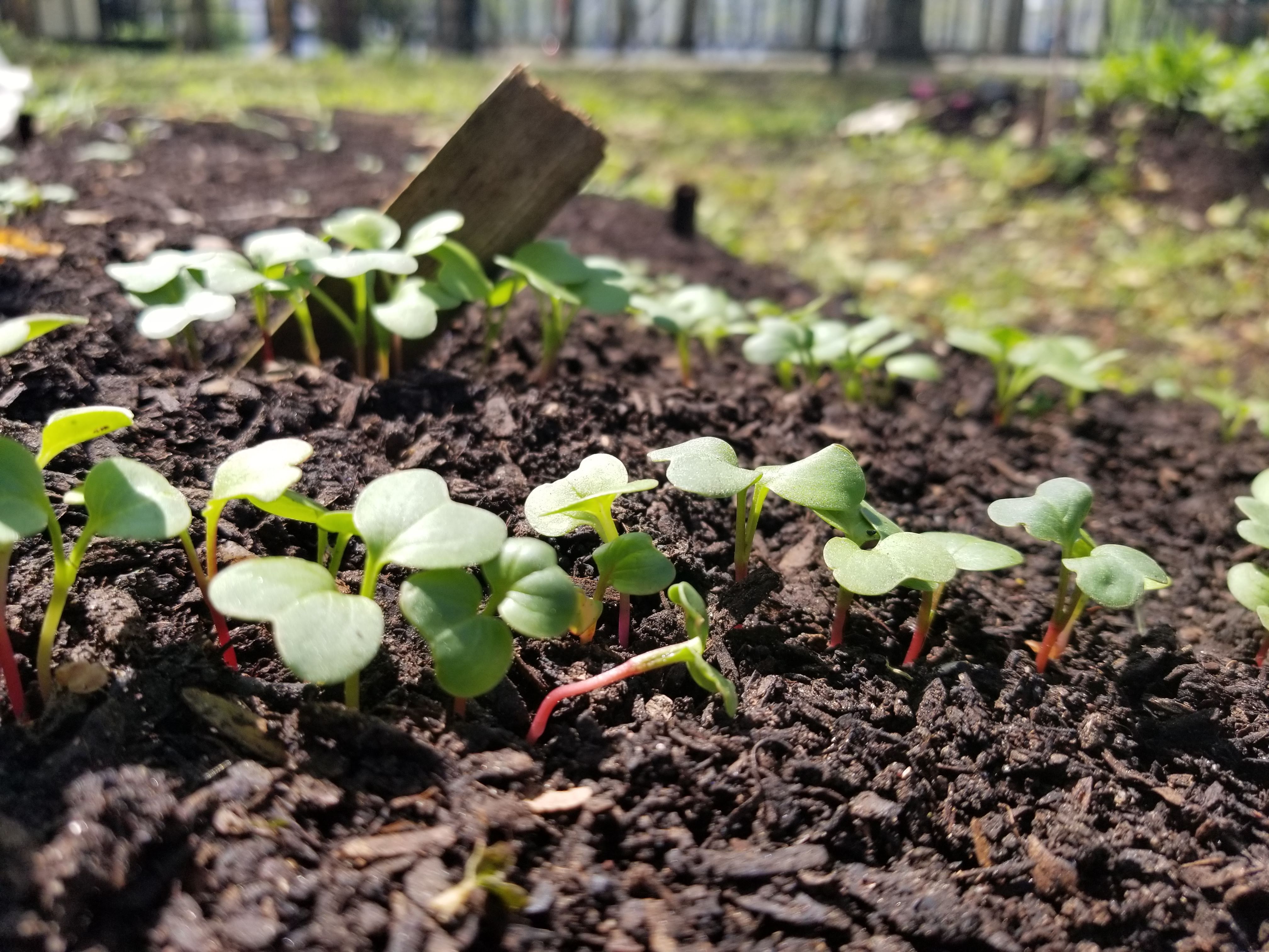 New seedlings coming up in RI Living Library & Think Park