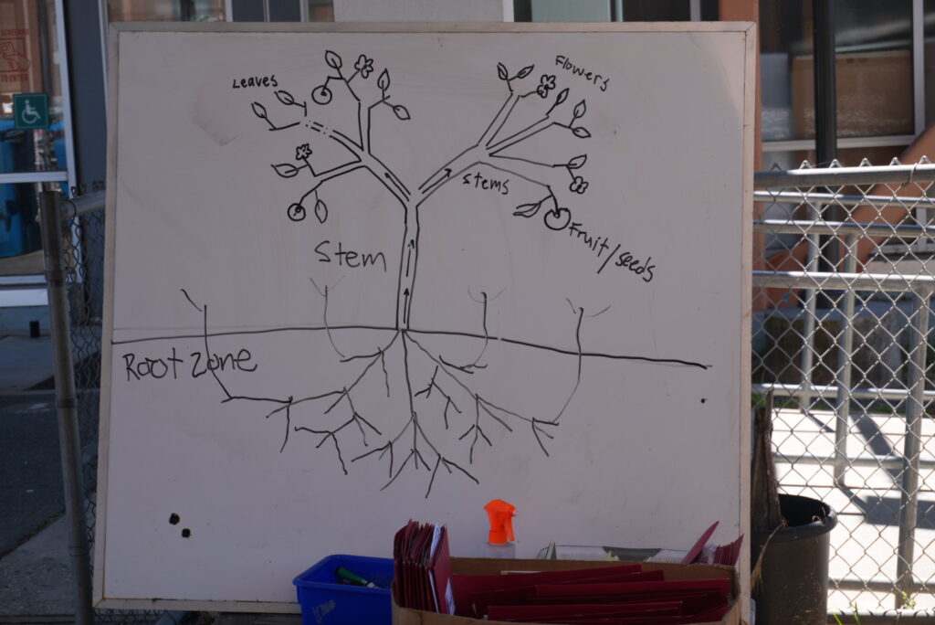 Interns 06 2024 Plant Diagram