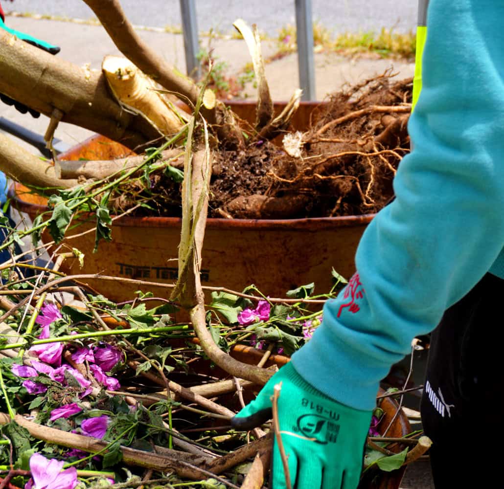 Intern with wheelbarrow of weeds and roots