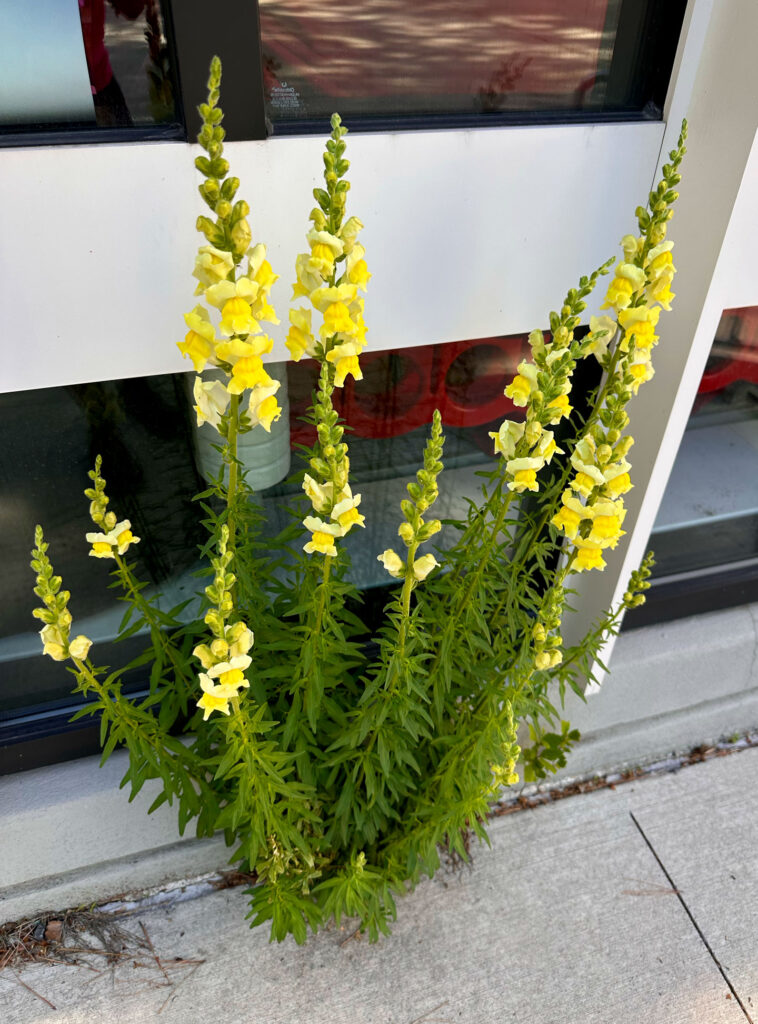 Ny concrete jungle snapdragons