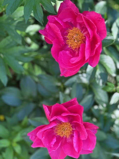 Pink peonies at NYC Roosevelt Island garden, Spring 2025