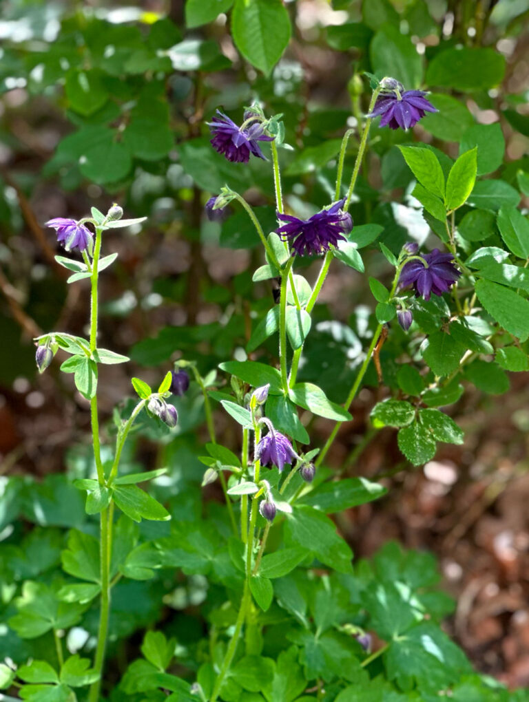Purple Columbine at NYC Roosevelt Island garden, Spring 2025