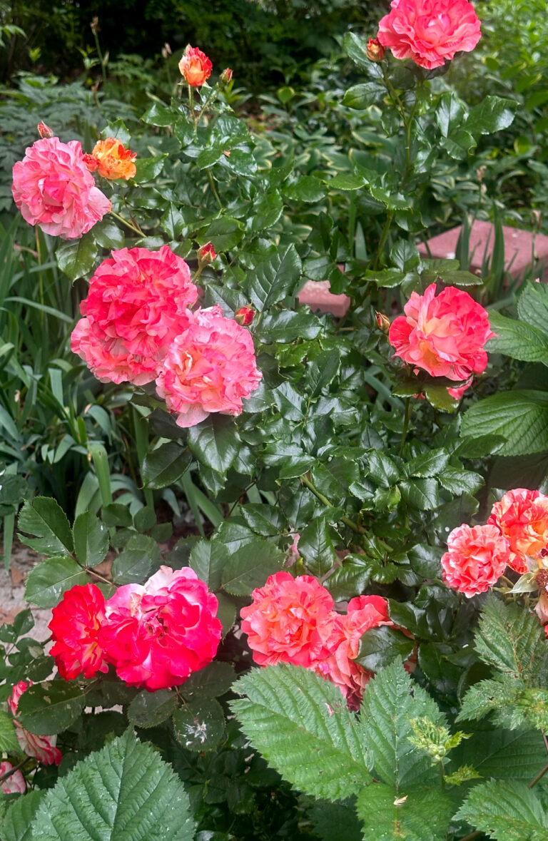 Roses at NYC Roosevelt Island garden, Spring 2025